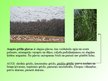 Презентация 'Pļavu ekosistēma', 20.