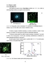 Реферат 'Alvas dioksīda SnO2 sintēze un spektromikroskopijas pētījumi', 19.