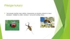Презентация 'Kukaiņi - augu kaitēkļu iznīcinātāji', 2.