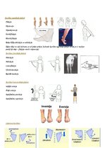 Конспект 'Cilvēku kustību pamati un motorā kontrole', 2.