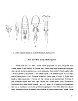 Реферат 'Sventes un Briģenes ezera zooplanktona vertikālais izvietojums', 23.