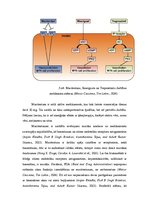 Реферат 'Endotēlija receptora antagonists Opsumit', 5.