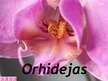 Презентация 'Orhidejas', 1.
