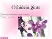 Презентация 'Orhidejas', 3.