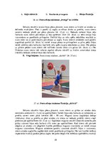 Дипломная 'Kāju muskulatūras ātrspēka attīstīšana ar svarbumbu sporta līdzekļiem', 58.