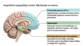Презентация 'Kā stress un akadēmiskā spriedze ietekmē studentu smadzeņu plastiskumu', 3.