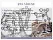Презентация 'Hanta vīruss', 4.