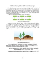 Реферат 'Meža stādīšanas darbu analīze un ekonomiskais pamatojums', 15.