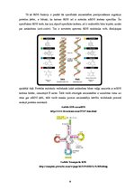 Реферат 'Proteīnu sintēzes, šūnas funkciju un šūnas vairošanās ģenētiskā kontrole', 9.