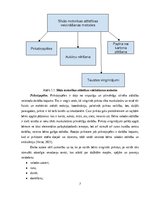 Реферат 'Sīkās motorikas attīstības veicināšana sākumskolas bērniem ar vidēji smagiem un ', 7.