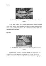 Реферат 'Latviešu zemnieku celtņu jumtu formas un materiāli no 18.gadsimta sākuma līdz 20', 9.