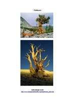 Конспект 'Bristlekones Priede (Bristlecone Pine) - koka sugas apraksts', 2.
