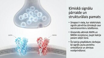 Презентация 'Kādēļ studenti aizmirst pēc eksāmeniem?', 6.