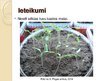 Презентация 'Laistāmā sastāva ietekme uz tomātu augšanu', 14.