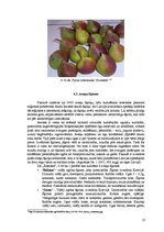Бизнес план 'Komerciāla intensīva tipa augļu - ogu dārza projekts', 25.