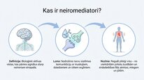 Презентация 'Neiromediatori', 2.