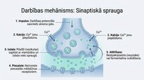 Презентация 'Neiromediatori', 5.