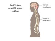 Презентация 'Kustību un pozas regulācija', 3.