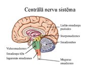 Презентация 'Kustību un pozas regulācija', 4.