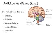 Презентация 'Kustību un pozas regulācija', 10.