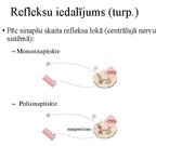 Презентация 'Kustību un pozas regulācija', 11.