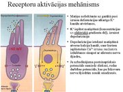 Презентация 'Kustību un pozas regulācija', 28.