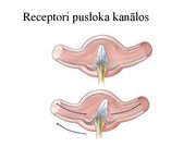 Презентация 'Kustību un pozas regulācija', 29.