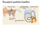 Презентация 'Kustību un pozas regulācija', 30.