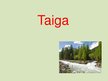 Презентация 'Taiga', 1.