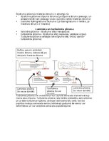 Конспект 'Asinsrites sistēmas funkcionālās daļas, asinsvadu veidi, to galvenās funkcijas', 2.