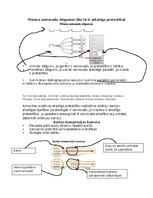 Конспект 'Asinsrites sistēmas funkcionālās daļas, asinsvadu veidi, to galvenās funkcijas', 4.