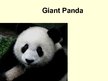 Презентация 'Giant Panda', 1.