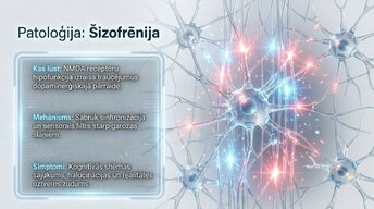 Презентация 'Neokorteksa arhitektūra, 6 apziņas slāņi', 10.