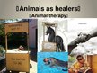 Презентация 'Animal Therapy', 1.