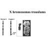 Презентация 'X hromosomas trauslums', 1.