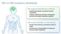 Презентация 'Endokanabinoīdi', 7.