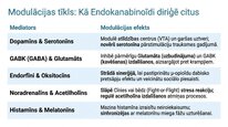 Презентация 'Endokanabinoīdi', 12.