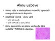 Презентация 'Aknu, aizkuņģa dziedzera histoloģija; gestācijas (grūtnieču) cukura diabēts', 4.