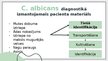 Презентация 'Candida albicans mikrobioloģiskās diagnostikas principi', 4.