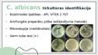 Презентация 'Candida albicans mikrobioloģiskās diagnostikas principi', 10.