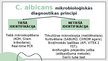Презентация 'Candida albicans mikrobioloģiskās diagnostikas principi', 12.