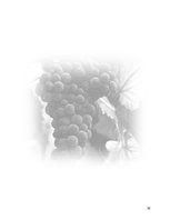 Реферат 'Plan de Exportación de Vinos Carmenere a Brasil', 31.