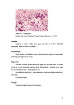 Конспект 'Osteosarkoma, mastopātija, pūslīšmola, glomerulonefrīts un psoriāze', 14.