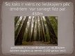 Презентация 'Materiālmācība koks - mahagonijs', 2.