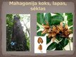 Презентация 'Materiālmācība koks - mahagonijs', 5.