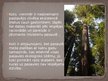Презентация 'Materiālmācība koks - mahagonijs', 23.