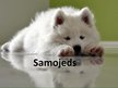 Презентация 'Samojeds', 1.