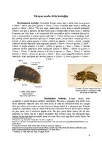 Реферат 'Eiropas medus bitēm, Apis mellifera', 6.