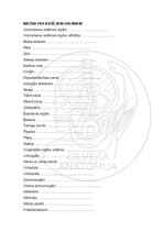 Э-книга 'Cilvēka anatomija: audi un šūnas', 13.