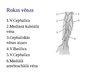 Презентация 'Intravenozās terapijas nodrošināšana', 34.